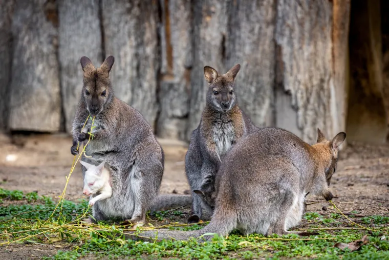 Snježno bijela nju&scaron;kica samo viri iz mamina tobolca. Ovo je Casper, najslađa nju&scaron;ka u osječkom zoolo&scaron;kom