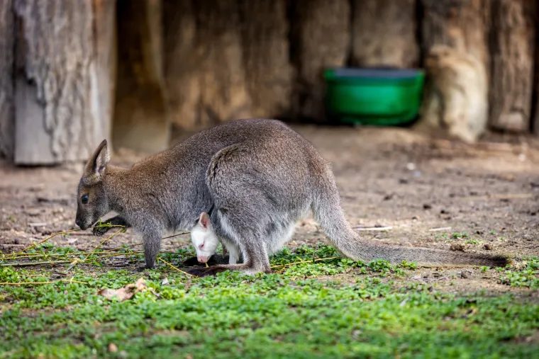 Snježno bijela nju&scaron;kica samo viri iz mamina tobolca. Ovo je Casper, najslađa nju&scaron;ka u osječkom zoolo&scaron;kom