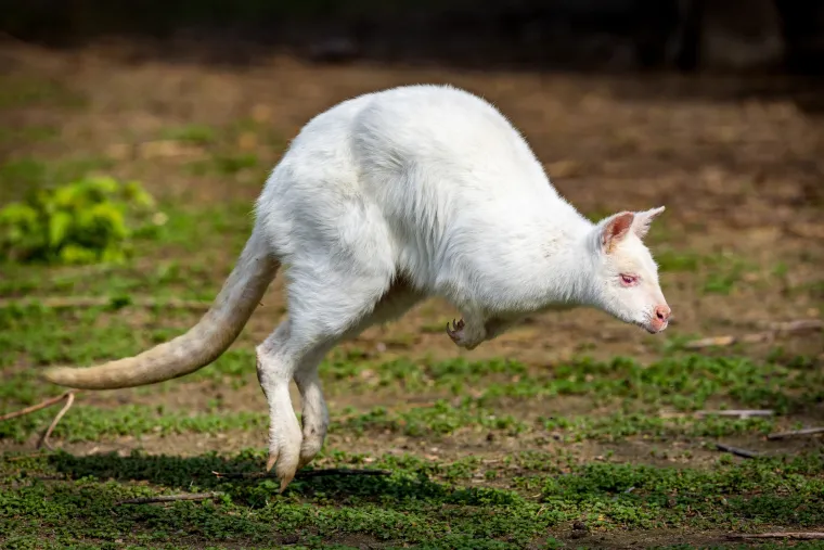 Snježno bijela nju&scaron;kica samo viri iz mamina tobolca. Ovo je Casper, najslađa nju&scaron;ka u osječkom zoolo&scaron;kom
