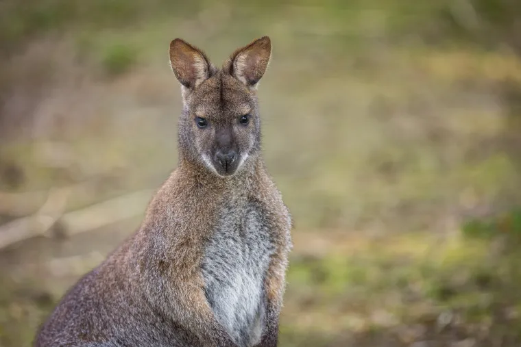 Snježno bijela nju&scaron;kica samo viri iz mamina tobolca. Ovo je Casper, najslađa nju&scaron;ka u osječkom zoolo&scaron;kom