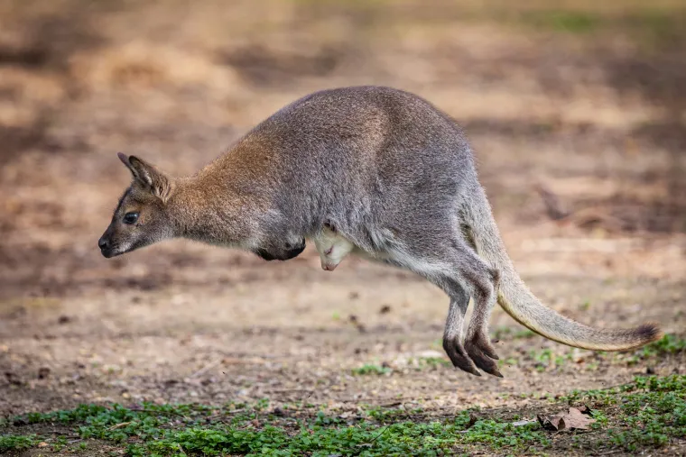 Snježno bijela nju&scaron;kica samo viri iz mamina tobolca. Ovo je Casper, najslađa nju&scaron;ka u osječkom zoolo&scaron;kom