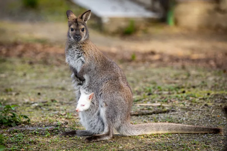 Snježno bijela nju&scaron;kica samo viri iz mamina tobolca. Ovo je Casper, najslađa nju&scaron;ka u osječkom zoolo&scaron;kom