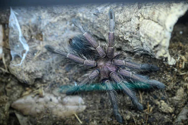 Samo za hrabre! Otvorena izložba zmija i paukova, oni najmlađi držali ih u rukama