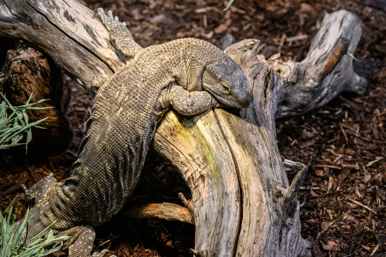 Samo za hrabre! Otvorena izložba zmija i paukova, oni najmlađi držali ih u rukama