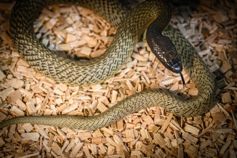 Samo za hrabre! Otvorena izložba zmija i paukova, oni najmlađi držali ih u rukama