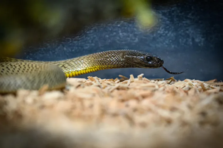 Samo za hrabre! Otvorena izložba zmija i paukova, oni najmlađi držali ih u rukama