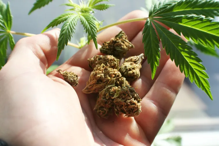 CBD (kanabidiol) i THC (tetrahidrokanabinol) dva su najpoznatija spoja derivirana iz biljke kanabis. Dok oba spoja stupaju u interakciju s tjelesnim endokanabinoidnim sustavom, koji igra ulogu u regulaciji raznih fizioloških i kognitivnih procesa, imaju jasne razlike u svojim učincima na tijelo i um.