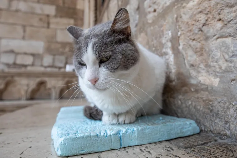 Uginula najpoznatija dubrovačka mačka