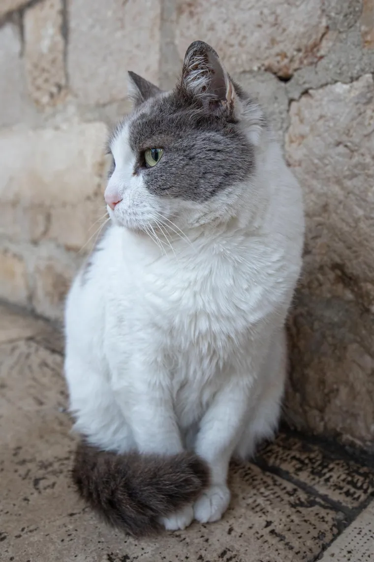 Uginula najpoznatija dubrovačka mačka