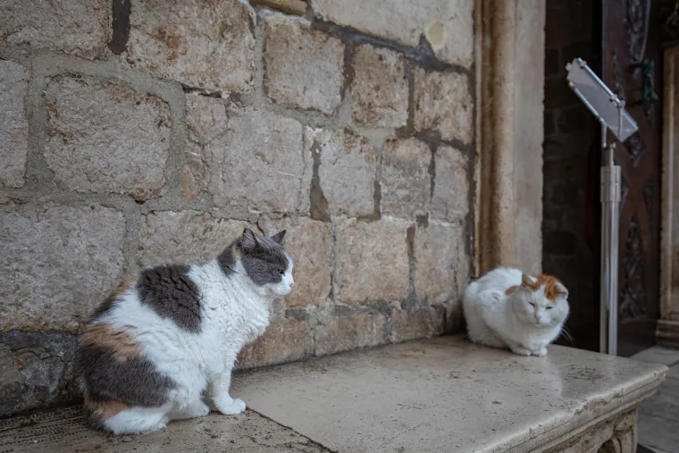 Uginula najpoznatija dubrovačka mačka
