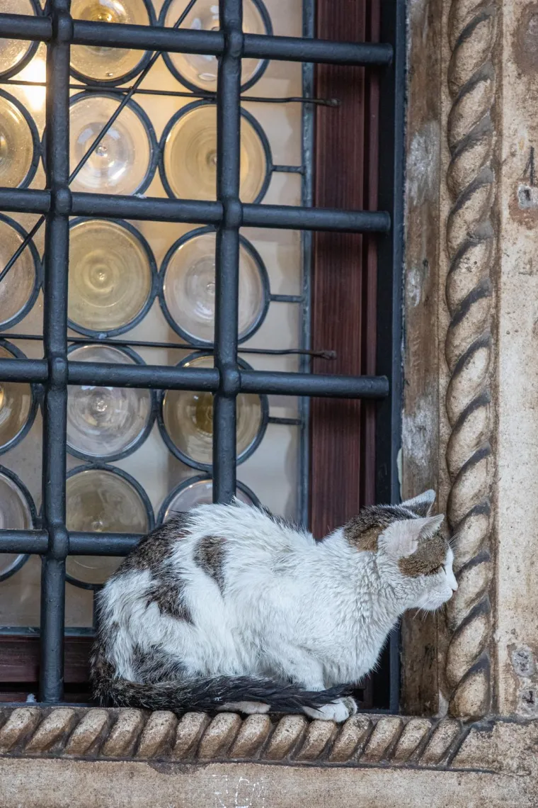 Uginula najpoznatija dubrovačka mačka