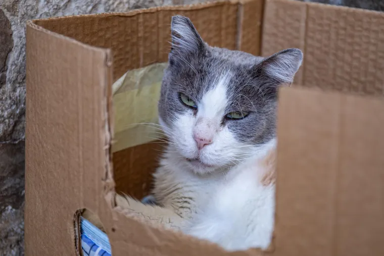 Uginula najpoznatija dubrovačka mačka