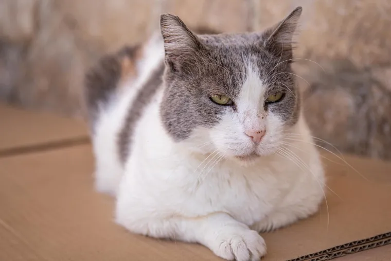 Uginula najpoznatija dubrovačka mačka