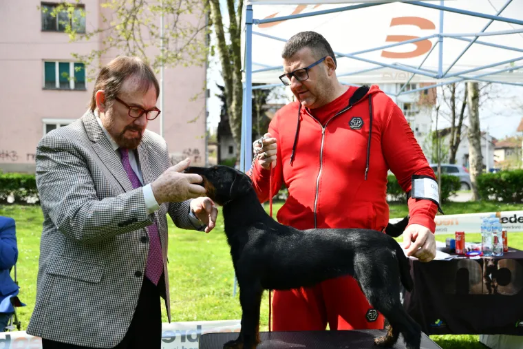 Koji je najljepši? Susjedi održali međunarodnu izložbu pasa, pogledajte tko se sve natjecao