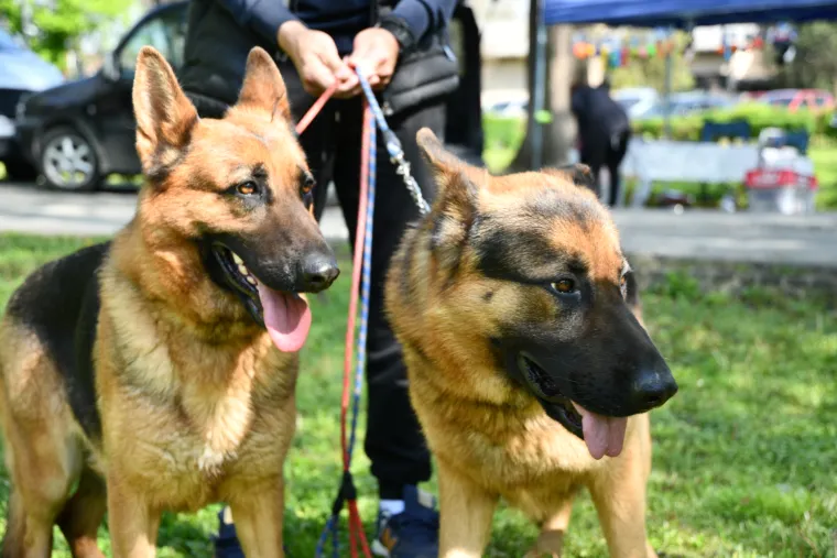 Koji je najljepši? Susjedi održali međunarodnu izložbu pasa, pogledajte tko se sve natjecao