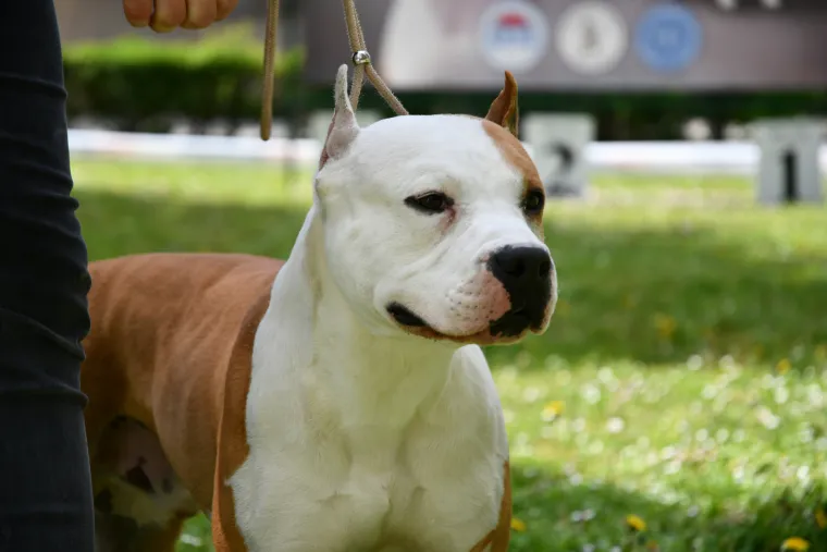 Koji je najljepši? Susjedi održali međunarodnu izložbu pasa, pogledajte tko se sve natjecao