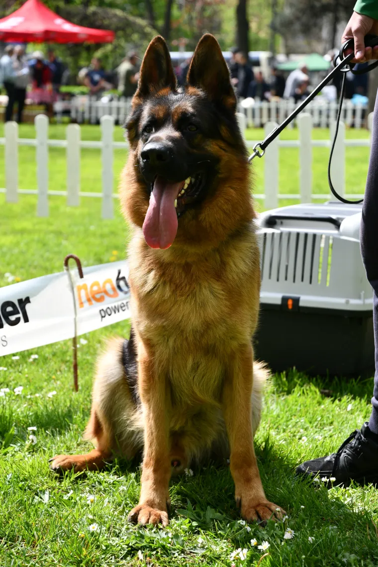 Koji je najljep&scaron;i? Susjedi održali međunarodnu izložbu pasa, pogledajte tko se sve natjecao