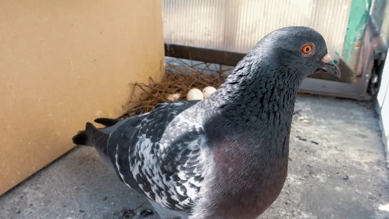 Najvažnije je da brzo reagirate. Čim primijetite da ptice dolaze na balkon, brzo ih uklonite jer ako ženka položi jaja, bit će prekasno. Riješiti ih se možete na jedan od sljedećih načina.
