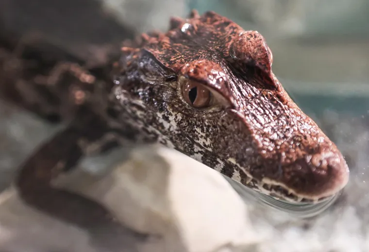 Oni sikću, plaze, ližu oči jezikom, jedu muhe i često izgledaju kao iz hororca. No na ovoj izložbi su zvijezde