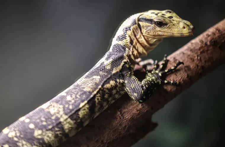 Oni sikću, plaze, ližu oči jezikom, jedu muhe i često izgledaju kao iz hororca. No na ovoj izložbi su zvijezde