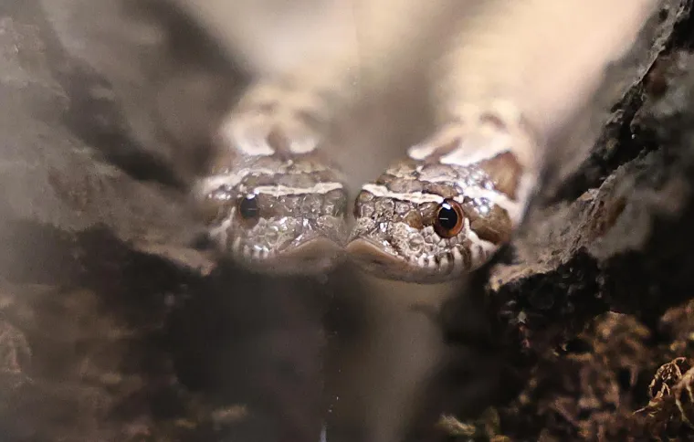 Oni sikću, plaze, ližu oči jezikom, jedu muhe i često izgledaju kao iz hororca. No na ovoj izložbi su zvijezde