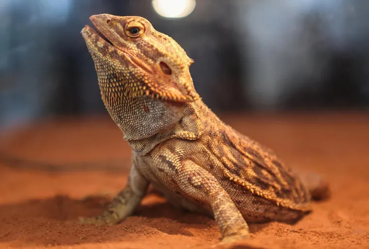 Oni sikću, plaze, ližu oči jezikom, jedu muhe i često izgledaju kao iz hororca. No na ovoj izložbi su zvijezde