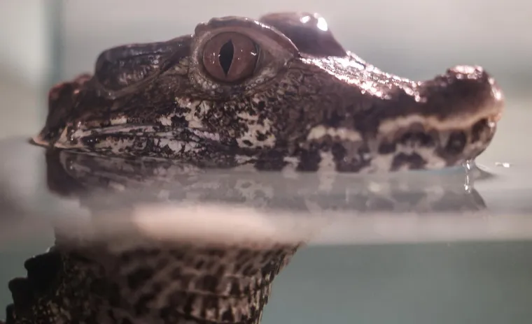 Oni sikću, plaze, ližu oči jezikom, jedu muhe i često izgledaju kao iz hororca. No na ovoj izložbi su zvijezde