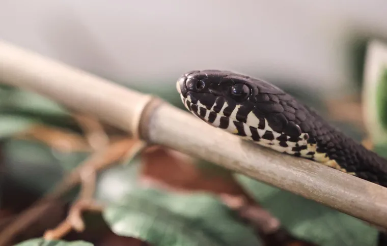 Oni sikću, plaze, ližu oči jezikom, jedu muhe i često izgledaju kao iz hororca. No na ovoj izložbi su zvijezde