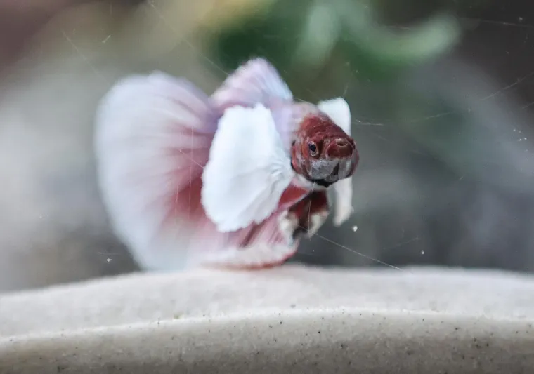 Oni sikću, plaze, ližu oči jezikom, jedu muhe i često izgledaju kao iz hororca. No na ovoj izložbi su zvijezde