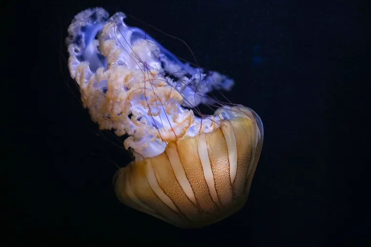 Ove čudnovate oči, zubi i pipci nisu iz SF-a. Čekaju vas u pulskom Aquariumu