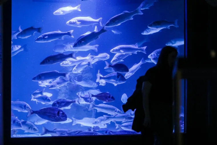Ove čudnovate oči, zubi i pipci nisu iz SF-a. Čekaju vas u pulskom Aquariumu