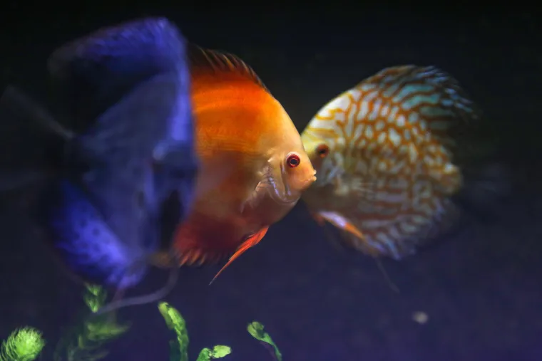 Ove čudnovate oči, zubi i pipci nisu iz SF-a. Čekaju vas u pulskom Aquariumu