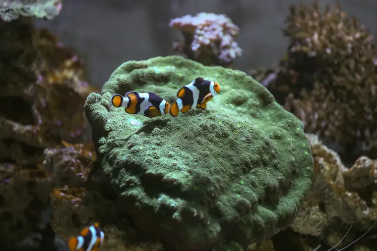 Ove čudnovate oči, zubi i pipci nisu iz SF-a. Čekaju vas u pulskom Aquariumu