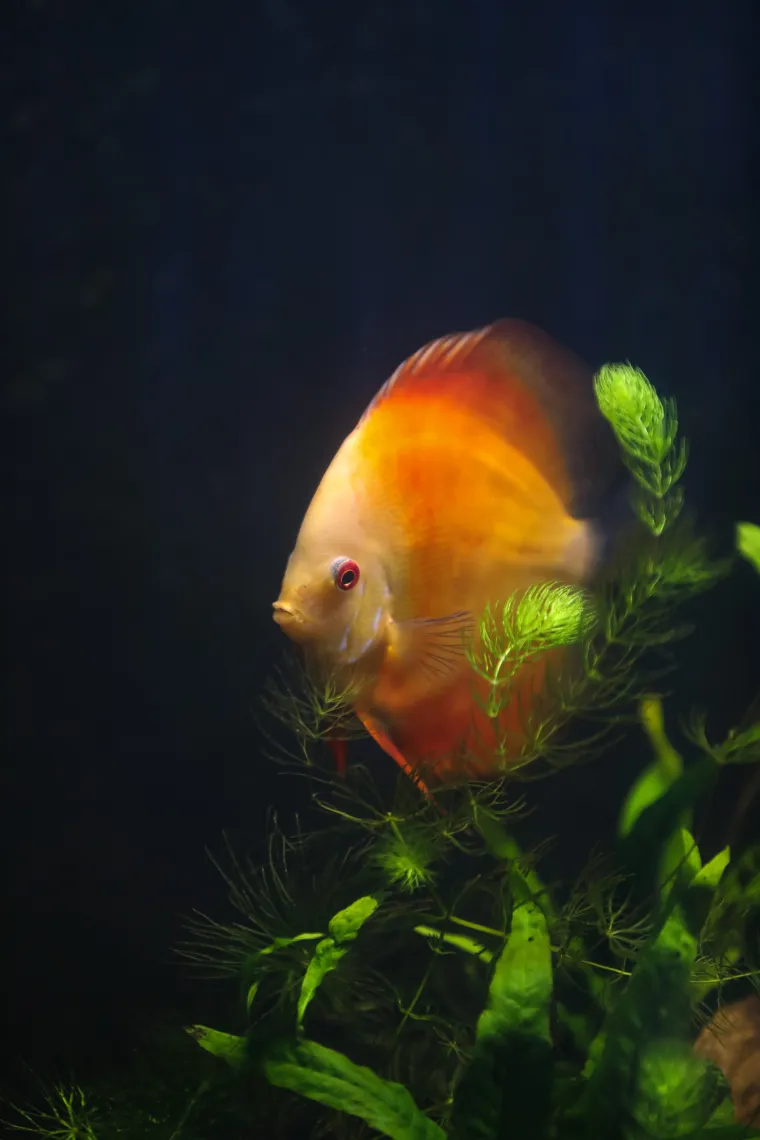 Ove čudnovate oči, zubi i pipci nisu iz SF-a. Čekaju vas u pulskom Aquariumu