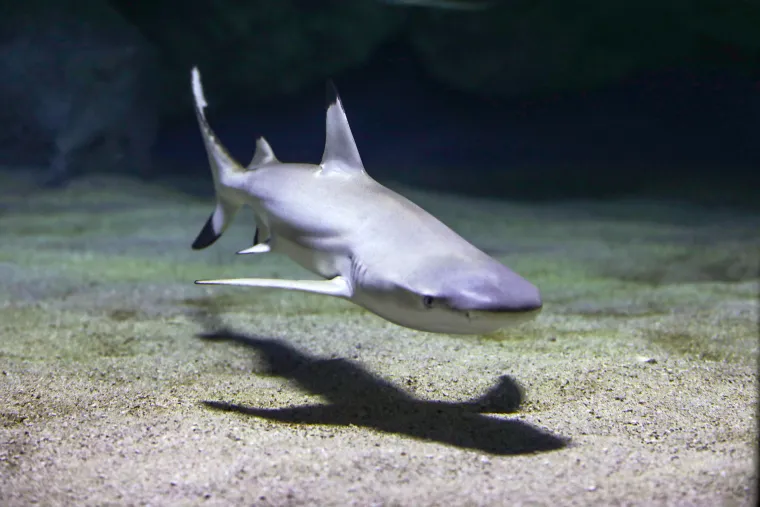 Ove čudnovate oči, zubi i pipci nisu iz SF-a. Čekaju vas u pulskom Aquariumu