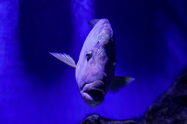 Ove čudnovate oči, zubi i pipci nisu iz SF-a. Čekaju vas u pulskom Aquariumu