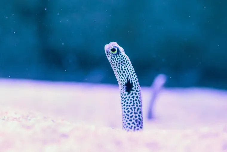 Ove čudnovate oči, zubi i pipci nisu iz SF-a. Čekaju vas u pulskom Aquariumu