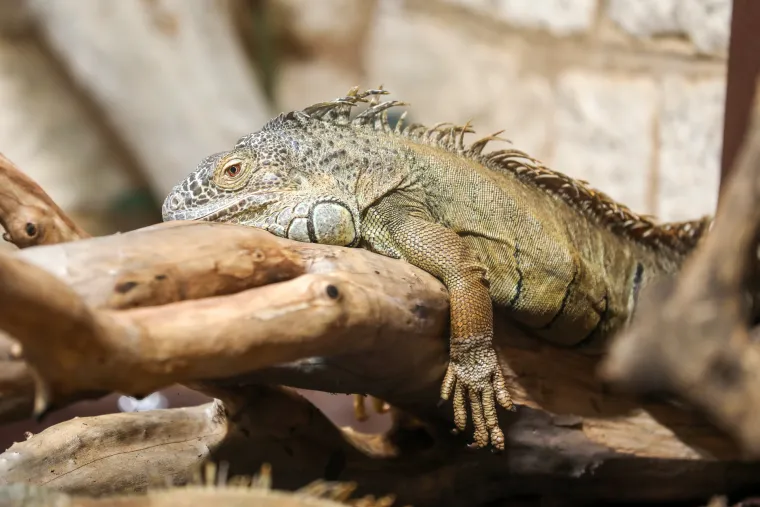 Ove čudnovate oči, zubi i pipci nisu iz SF-a. Čekaju vas u pulskom Aquariumu
