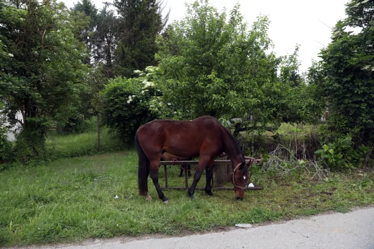 Konji za terapijsko jahanje spa&scaron;eni, ali apsolutno sve pliva: 'Ovo je treća poplava, ali nikad nije bilo ovako"