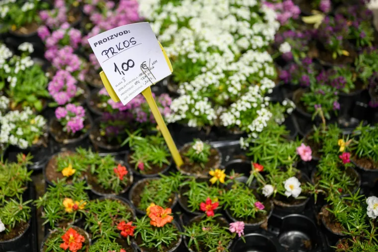 Ivančice dva eura, prkos euro... Još samo danas na zagrebačkom Floraartu možete kupiti svoj cvijet