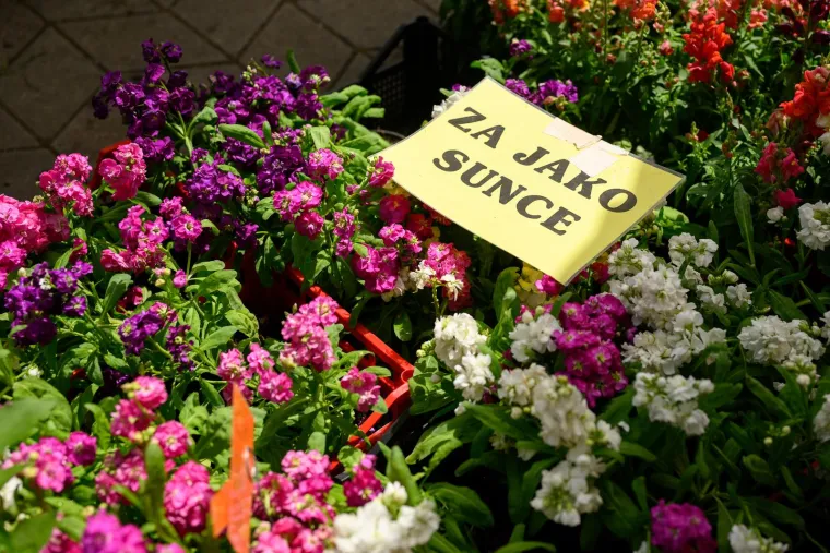 Ivančice dva eura, prkos euro... Još samo danas na zagrebačkom Floraartu možete kupiti svoj cvijet