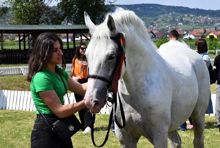 Na Nacionalnoj izložbi lipicanaca okupili se pravi ljepotani: Pobjedu odnio pastuh star 12 godina