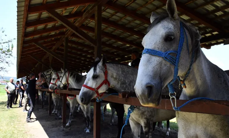 Na Nacionalnoj izložbi lipicanaca okupili se pravi ljepotani: Pobjedu odnio pastuh star 12 godina
