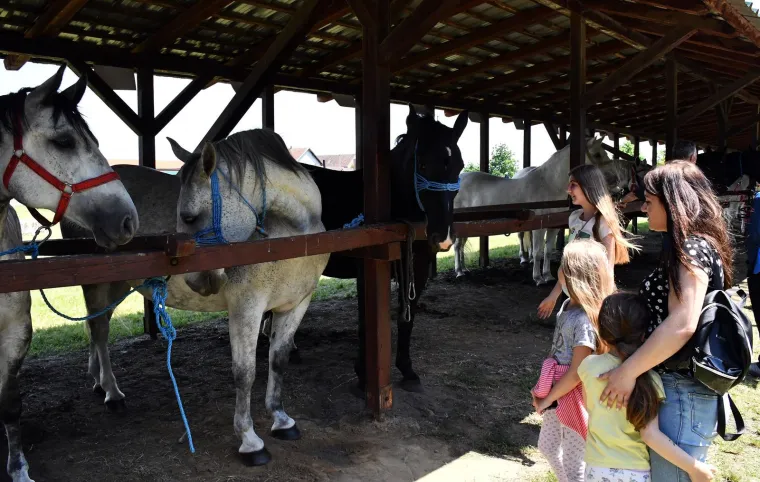Na Nacionalnoj izložbi lipicanaca okupili se pravi ljepotani: Pobjedu odnio pastuh star 12 godina