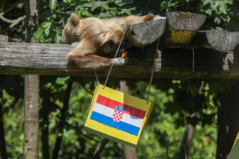 Gibon Kent prognozirao pobjedu Hrvatske protiv Nizozemske. Kakav majmun...
