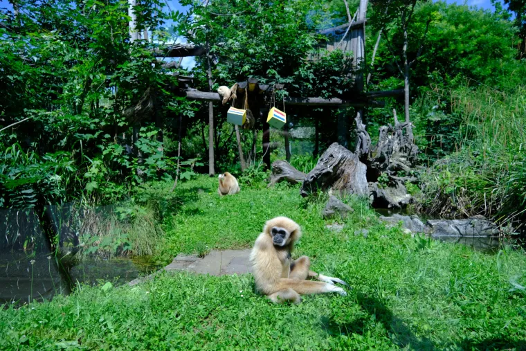 Gibon Kent prognozirao pobjedu Hrvatske protiv Nizozemske. Kakav majmun...