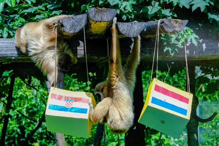 Gibon Kent prognozirao pobjedu Hrvatske protiv Nizozemske. Kakav majmun...