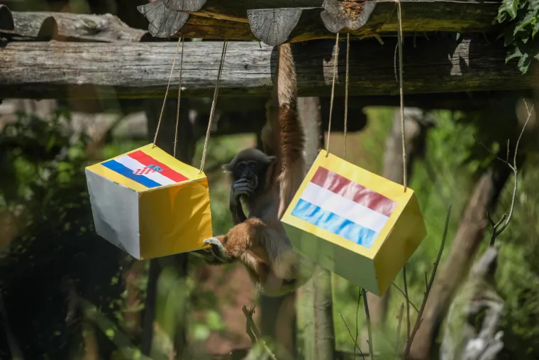 Gibon Kent prognozirao pobjedu Hrvatske protiv Nizozemske. Kakav majmun...