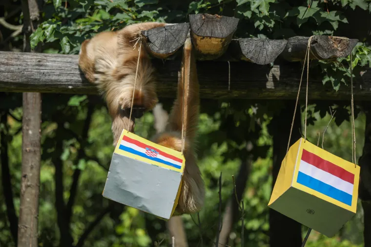 Gibon Kent prognozirao pobjedu Hrvatske protiv Nizozemske. Kakav majmun...