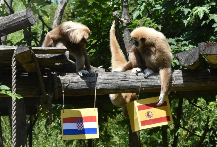 Giboni se ne slažu tko će osvojiti Ligu nacija: Tko će biti u pravu, otac ili kći? 'Vjerujemo Fioni'
